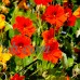 Nasturtium Flower Garden Seeds - Jewel Mix - 1 Oz Packet - Annual Flower Gardening & Microgreens Seeds - Tropaeolum majus   566992821